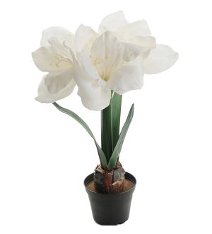 Mr Plant Amaryllis 45 cm